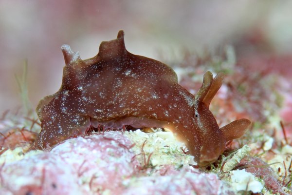 ミドリアメフラシ