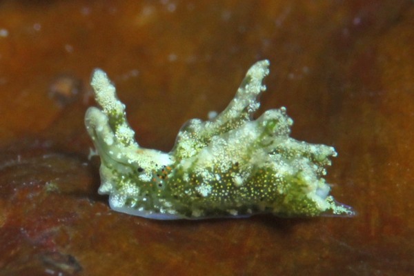 キンナミミドリガイ