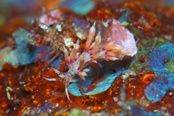 ネアカミノウミウシ