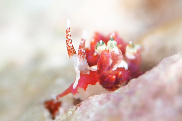 コマチミノウミウシ