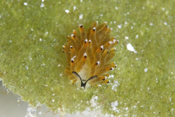 イリオモテモウミウシ