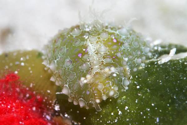 フサウミナメクジ