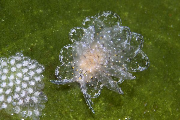 アミメウロコウミウシ