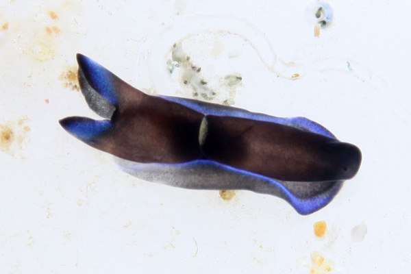 アオフチキセワタ