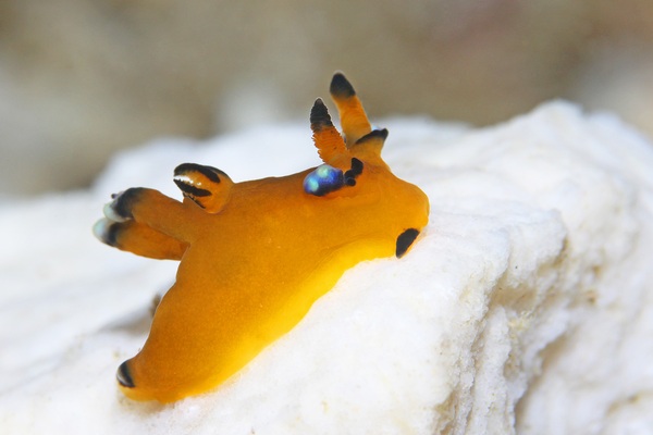 ウデフリツノザヤウミウシ