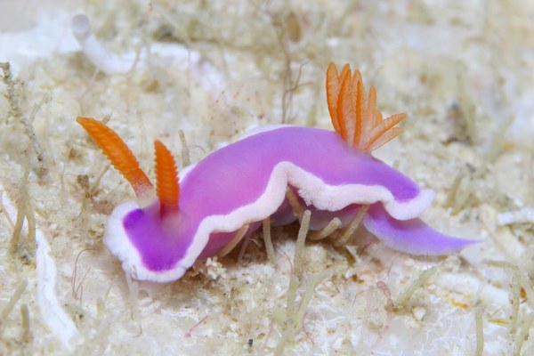 ラベンダーウミウシ