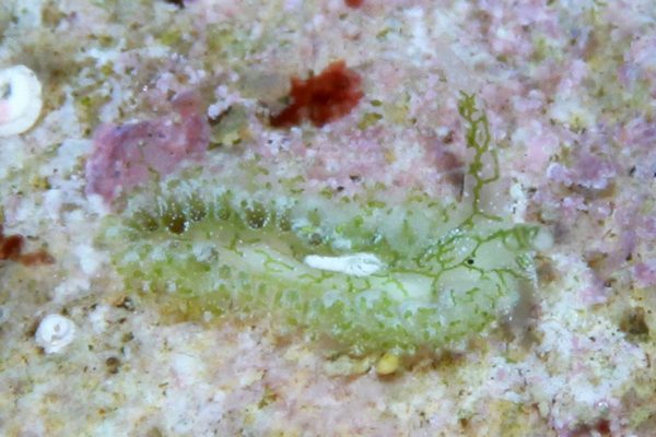 アリモウミウシ属の一種