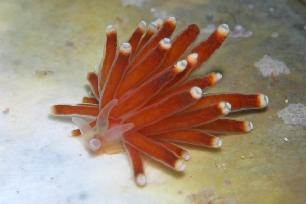 コモリミノウミウシ