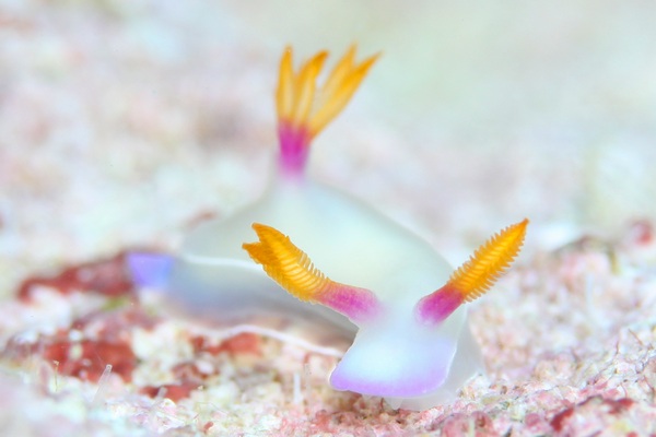 ゾウゲイロウミウシ