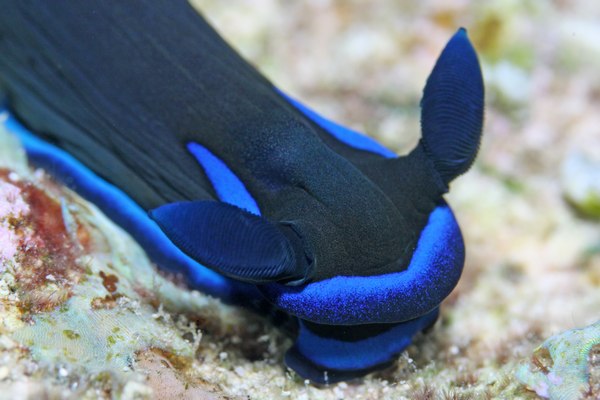 ミドリリュウグウウミウシ