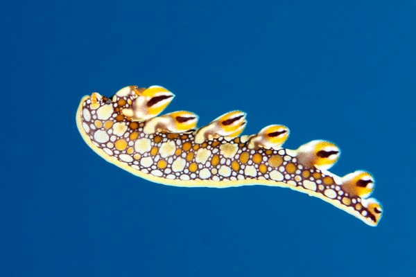 ヒオドシユビウミウシ