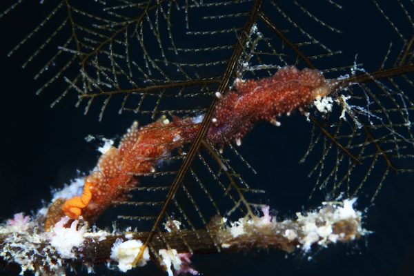 ミレニアムマツカサウミウシ