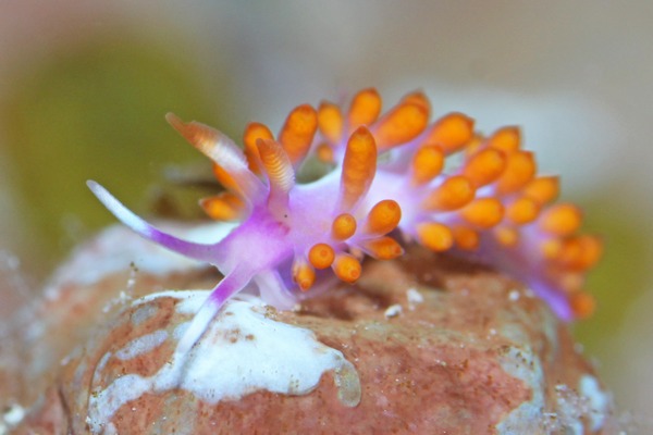 ルージュミノウミウシ