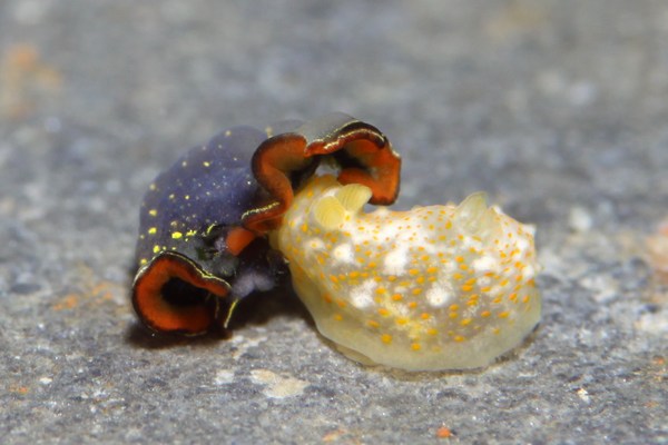 オキナワキヌハダウミウシ