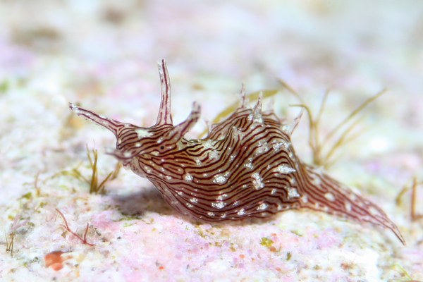 クロスジアメフラシ