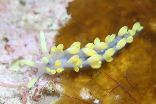 ハンターズイア・イマガワイ