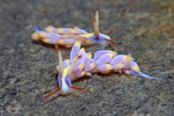 アカヒゲミノウミウシ