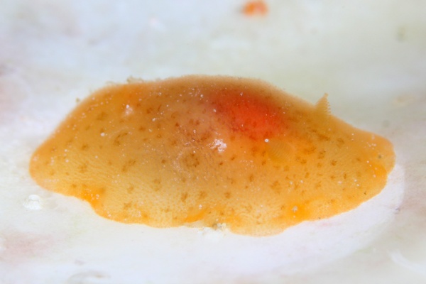 ゴマフビロードウミウシ属の一種