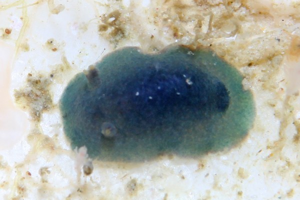 アオクシエラウミウシ