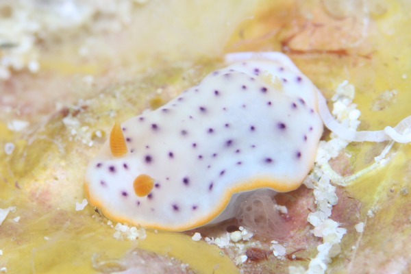 モンコウミウシ