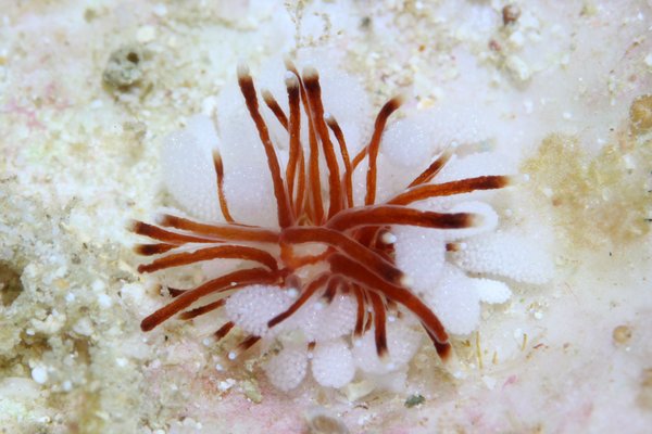 コモリミノウミウシ