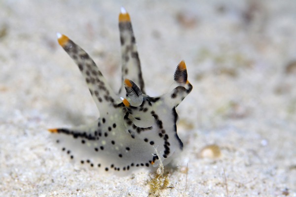 ツノザヤウミウシ