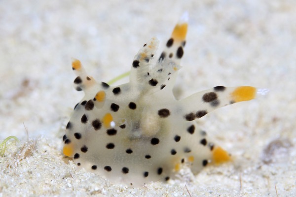 ツノザヤウミウシ