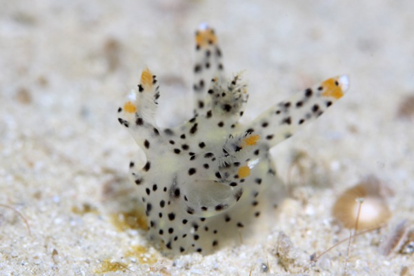 ツノザヤウミウシ