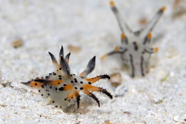 コソデウミウシ