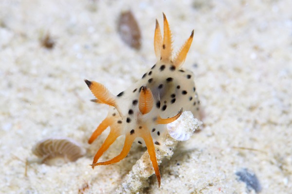 フジタウミウシ属の一種