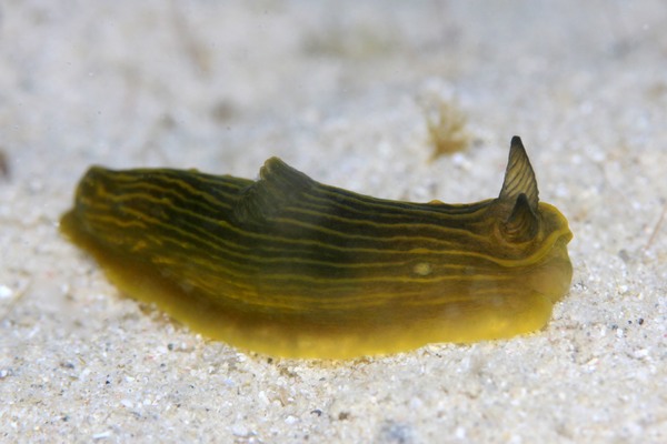 タスジキヌハダウミウシ
