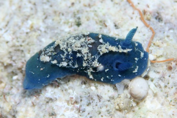 アオクシエラウミウシ