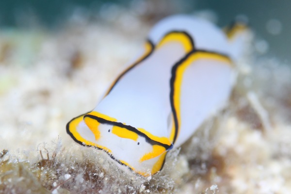 クロヘリシロツバメガイ