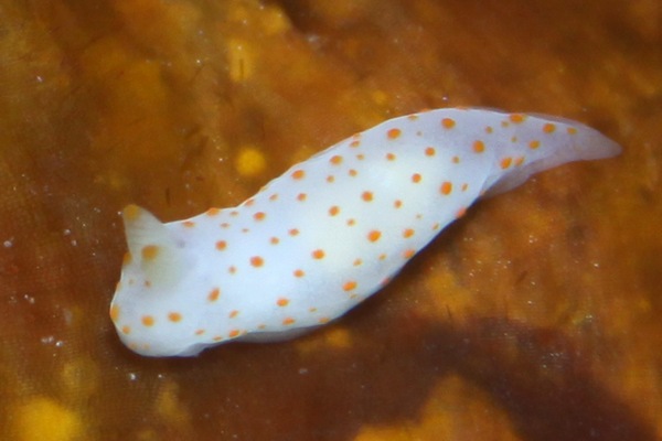 ジムノドーリス・ブライスイ