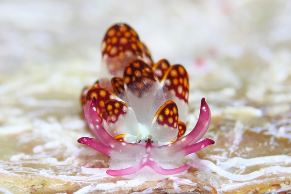 カノコウロコウミウシ