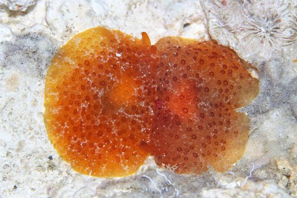 カメノコフシエラガイ