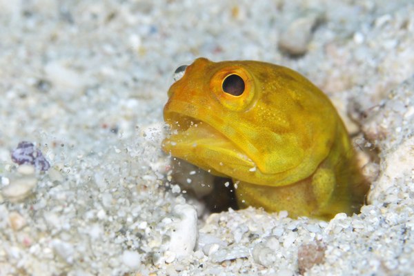 ホシカゲアゴアマダイ