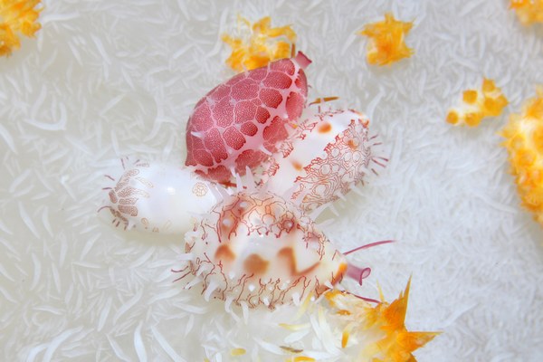 サクラコダマウサギ