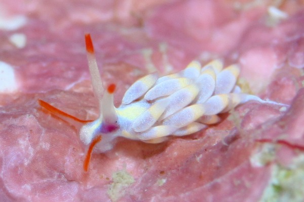 アカヒゲミノウミウシ