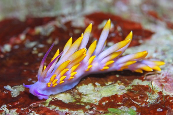 ミチヨミノウミウシ