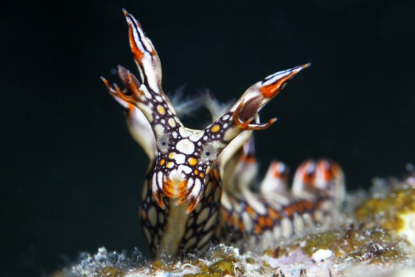 ヒオドシユビウミウシ