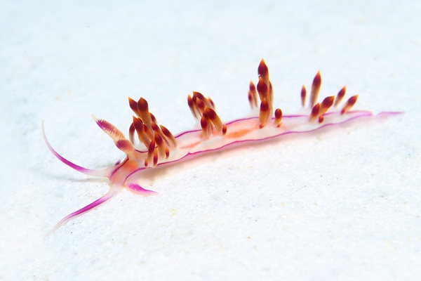 コリュフェリナ・フラマ