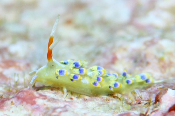 アオセンミノウミウシ