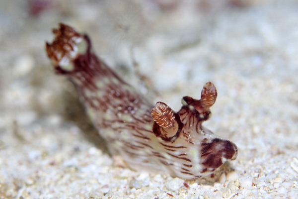 ブッシュドノエルウミウシ