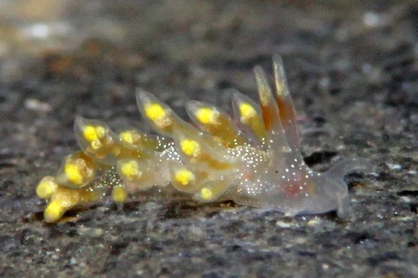 ホリミノウミウシ属の一種