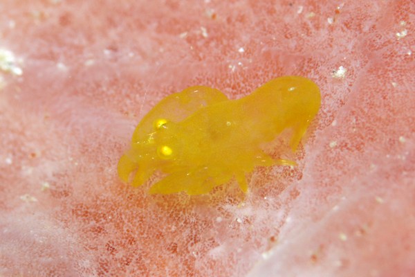 ペリクリメナエウス・ストォルチイ