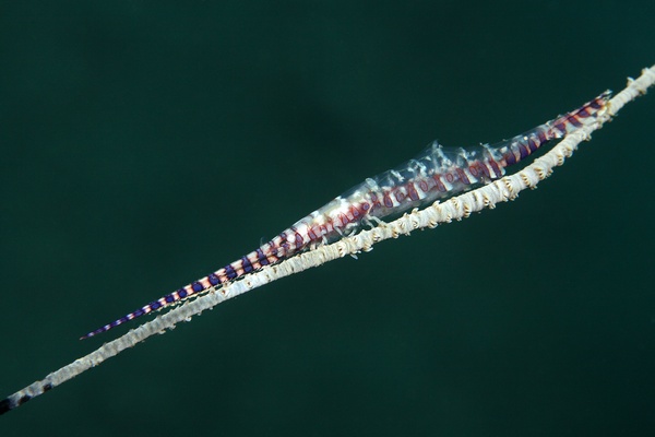 トゼウマ・アルマートゥム