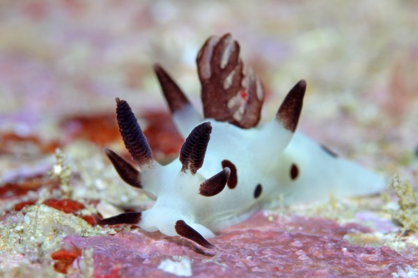 パンダツノウミウシ