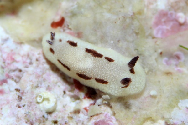 ツギアテウミウシ