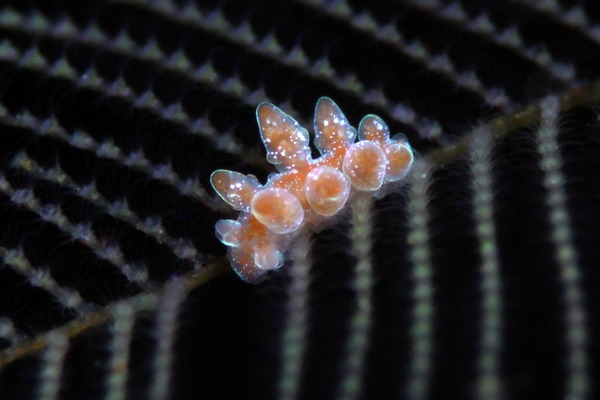 アカオビマツカサウミウシ